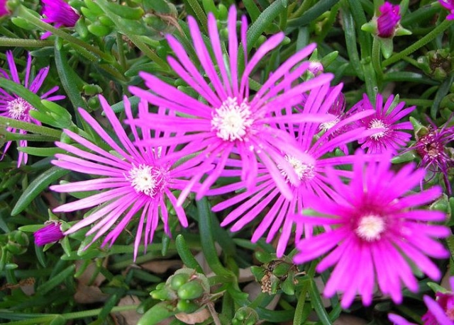 Specie floreali
